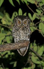 Whiskered Screech-Owl